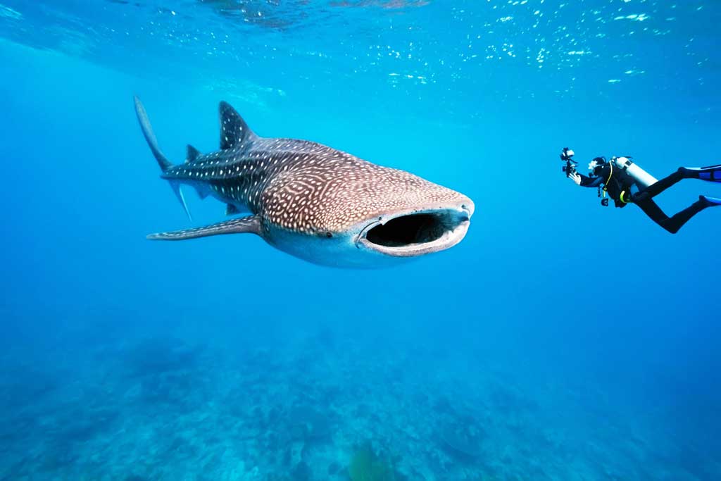 scuba diving mooloolaba