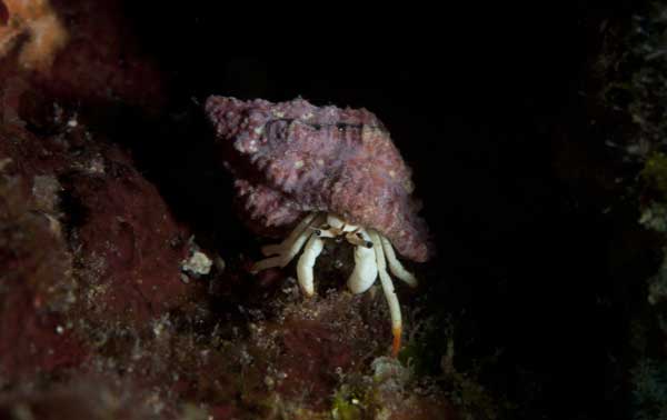 scuba diving mooloolaba