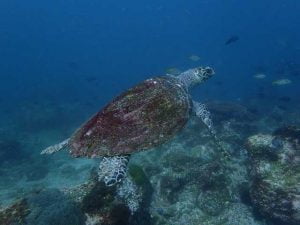 turtle | Scuba World