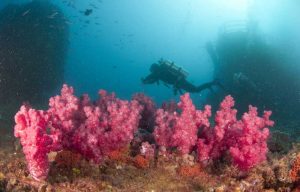 hmas brisbane dive