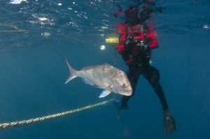 scuba diving hmas brisbane