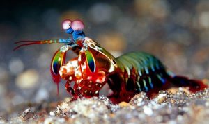 mantis shrimp | Scuba World