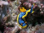 3781 | Scuba World