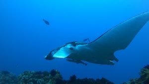 image1 2 | Scuba World