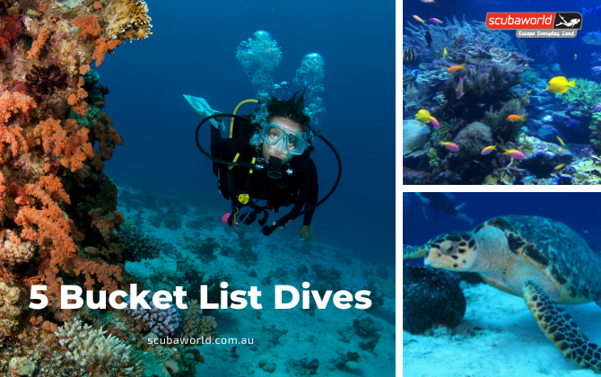 bucket-list-dives