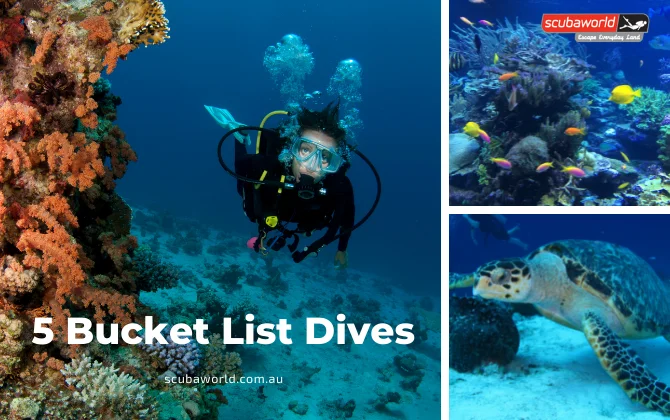 Bucket List Dives