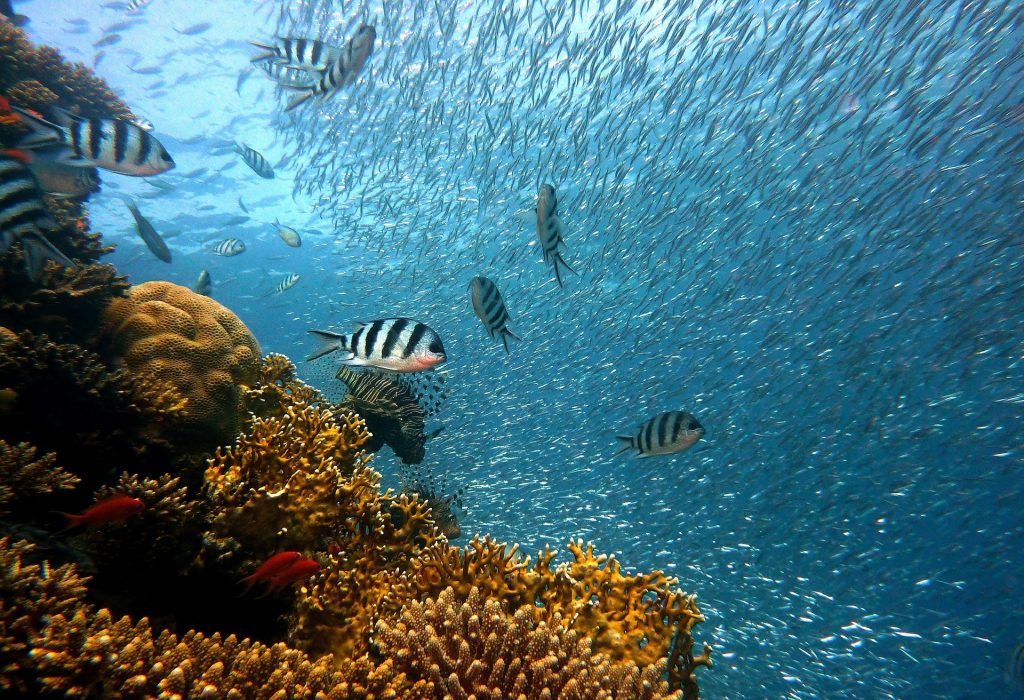 local-mooloolaba-reefs