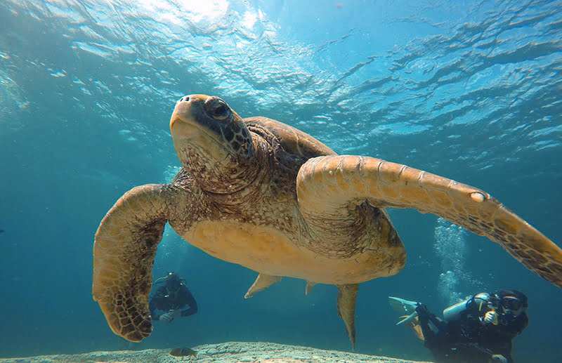 Flinders Reef Turtle