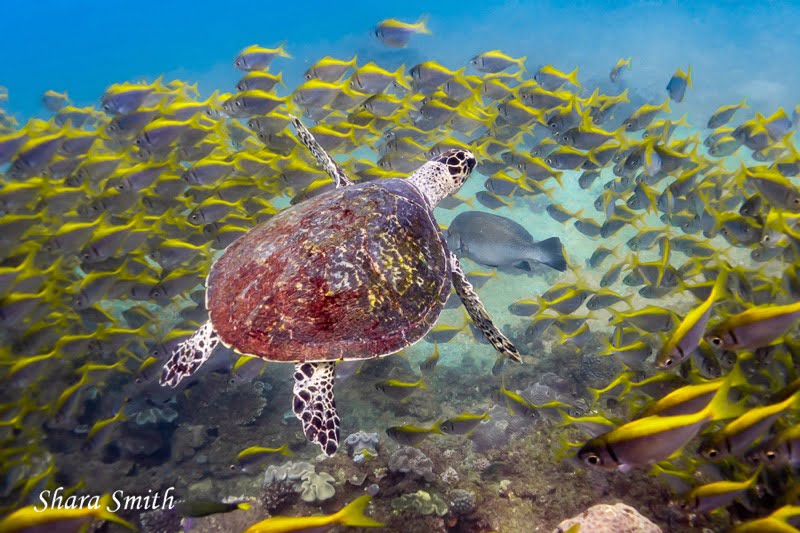 Turtle Diving Mooloolaba