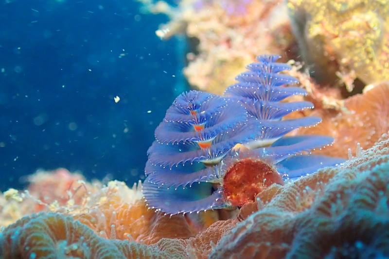Dive Coral Reef Mooloolaba
