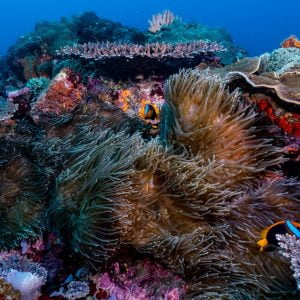 Mooloolaba Coral Reef