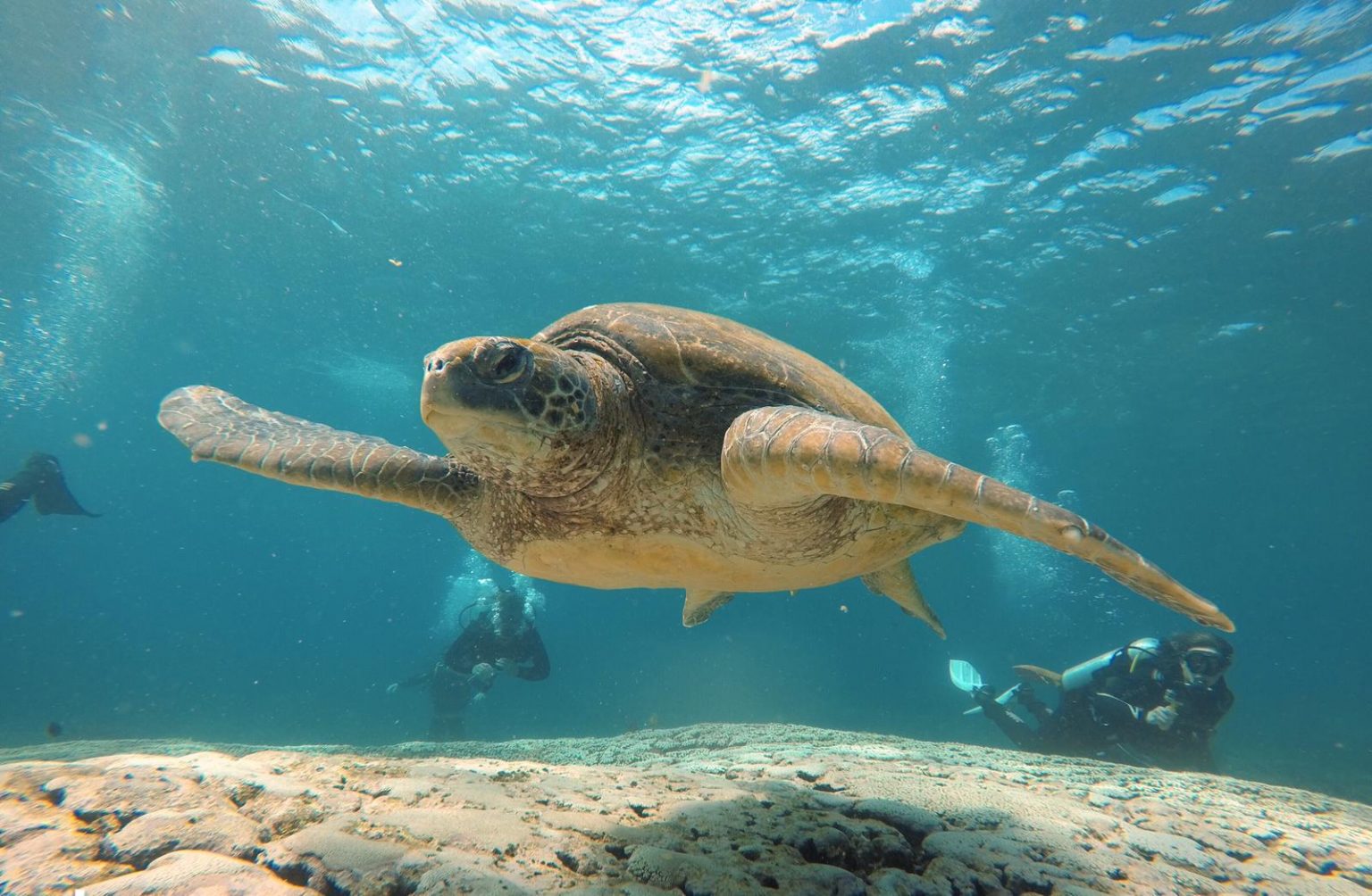 Sunshine Coast Scuba Diving Sites Scuba World