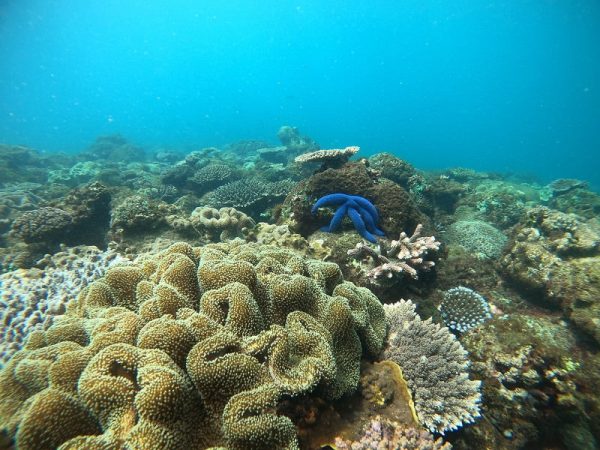 Mudjimba Island Snorkelling | Scuba World