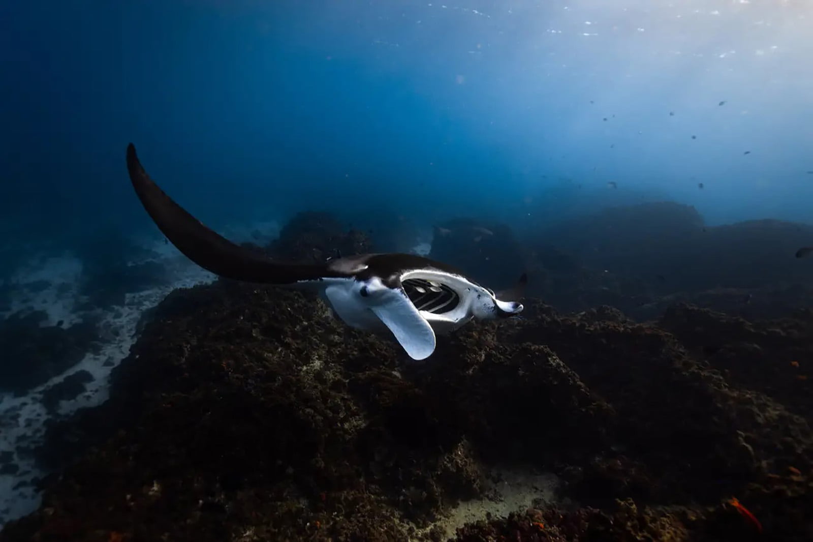 Dive Straddie 2024