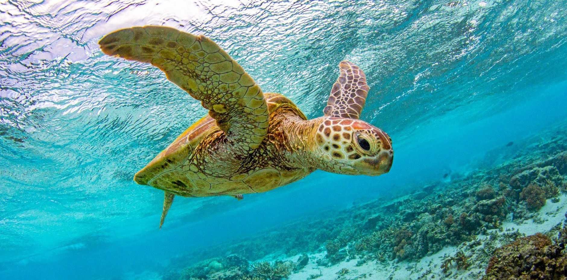 Turtle scuba diving Lady Elliot Island