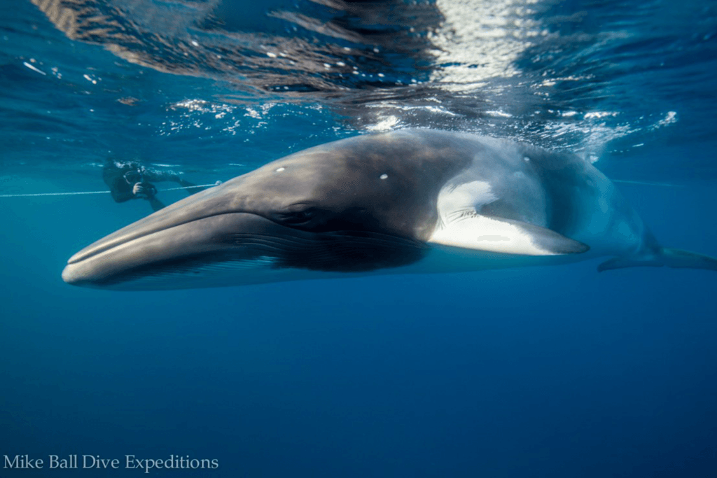 CAIRNS Minke Whales