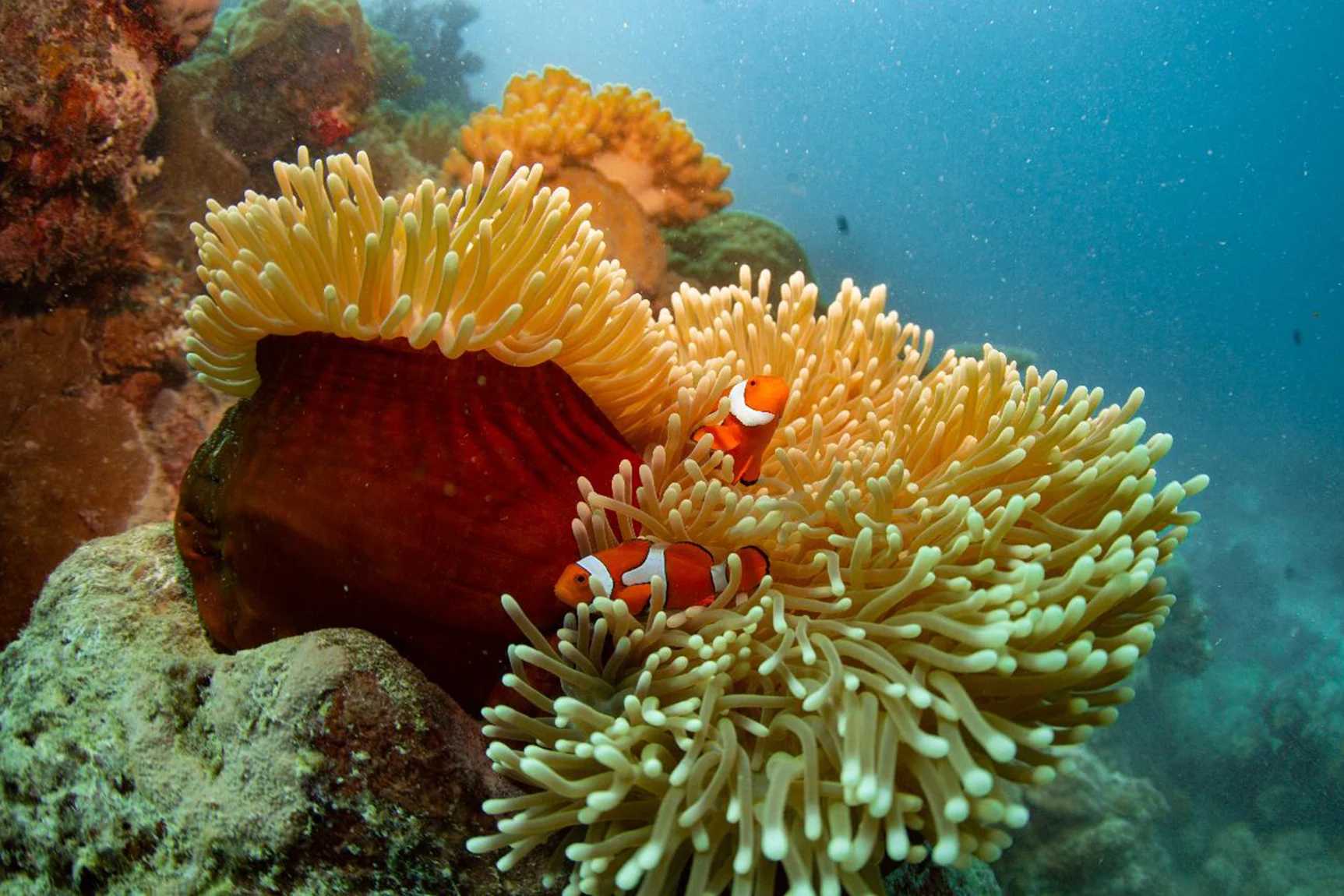 Great Barrier Reef