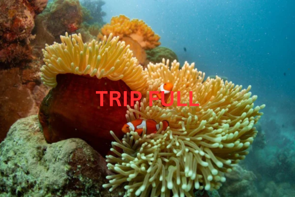 Cairns: Great Barrier Reef Encounter Liveaboard | 13-16th NOVEMBER 2025 6 | Scuba World TRIP FULL | Scuba World
