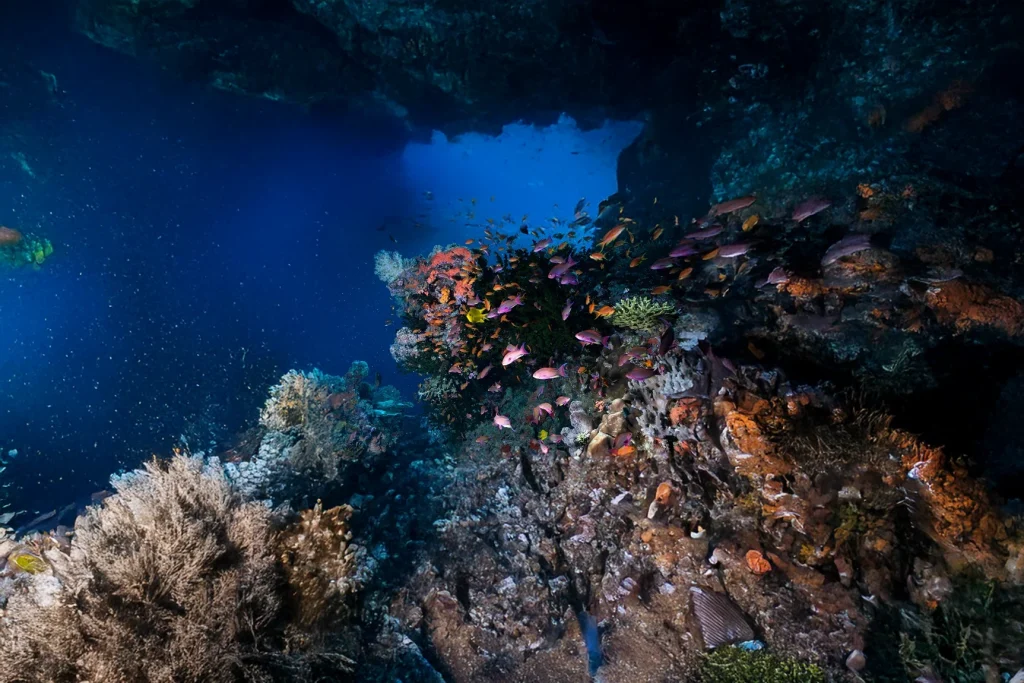 FIJI - Volivoli Beach Resort & Shark Dive | 22 Aug - 1 Sept 2026 3 | Scuba World fIJI
