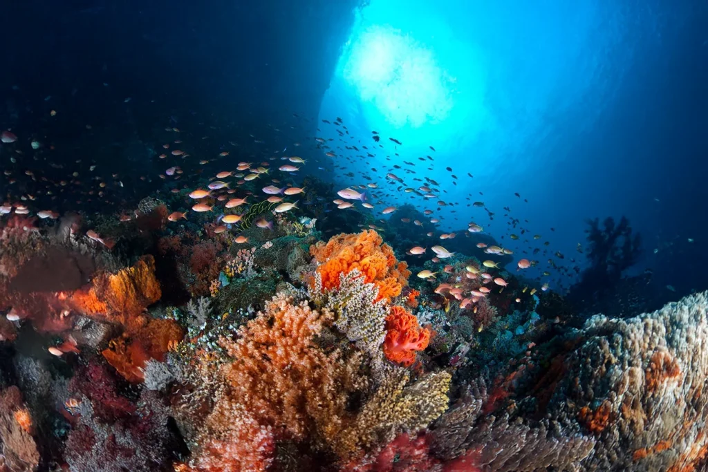 Philippines | 20th - 29th November 2026 1 | Scuba World Philippines