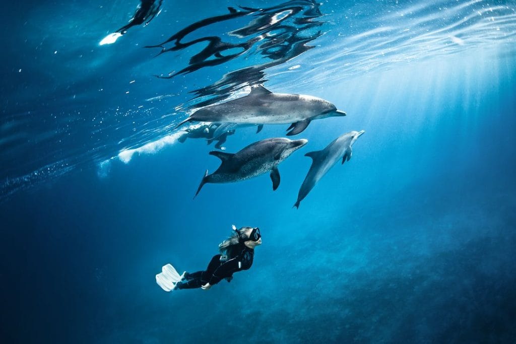 csm female freediver with dolphins scubapro e62263f6a5 | Scuba World