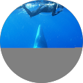 ChIJSyajhd11k2sR7peGSAuZ6pg ad4d9bda8b9891e177bea836e7689492 | Scuba World