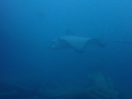 Home Scuba Diving Sunshine Coast 27 | Scuba World ChIJSyajhd11k2sR7peGSAuZ6pg img 5cc55a0407137fddfb4889522c3a0abc | Scuba World