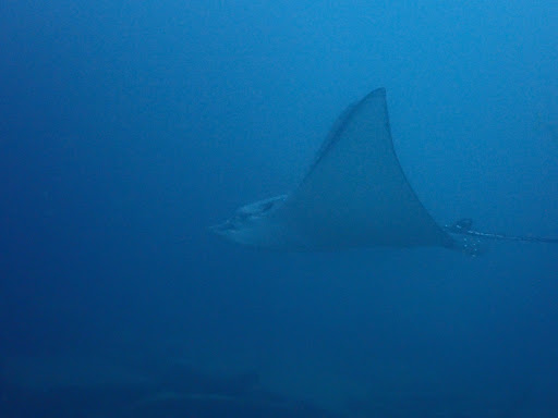 Home Scuba Diving Sunshine Coast 28 | Scuba World ChIJSyajhd11k2sR7peGSAuZ6pg img ff081d3ef9515db28c424bd6c350f305 | Scuba World