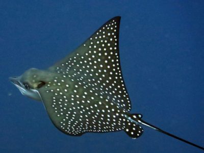 1 - Spotted Eagle Ray